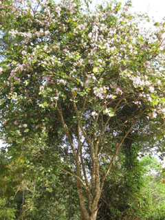Bauhinia purpurea Orchid Tree, Purple Butterfly Tree, Mountain Ebony, Geranium Tree, Purple Bauhinia